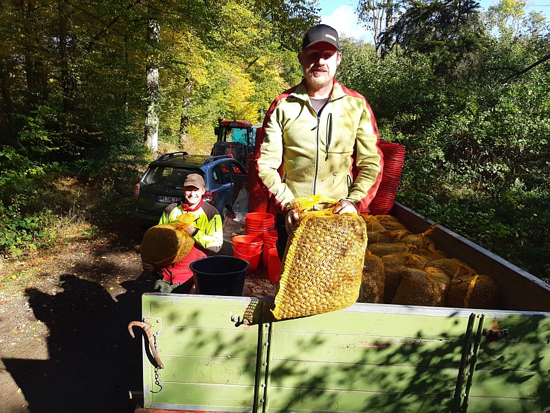 Eicheln werden für Saatgutzwecke im Hasbruch für die Forstsaatgutberatungstelle gesammelt. Foto: Niedersächsische Landesforsten