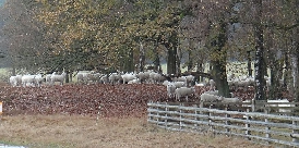 287- Pestruper Gräberfeld