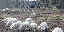 Hornlose Diepholzer Moorschnucken weiden vor dem wolfssicheren Schafkoben 148-Schafschur