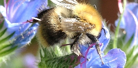 Hummel (Foto: NABU Oldenburg) Hummel