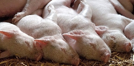 Schweine sterben bei Stallbrand Ferkel