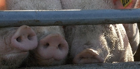 Schweinehaltung Schweine