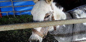 19 Pferde und Ponys suchen neue Besitzer 091- Tiere suchen neue Besitzer