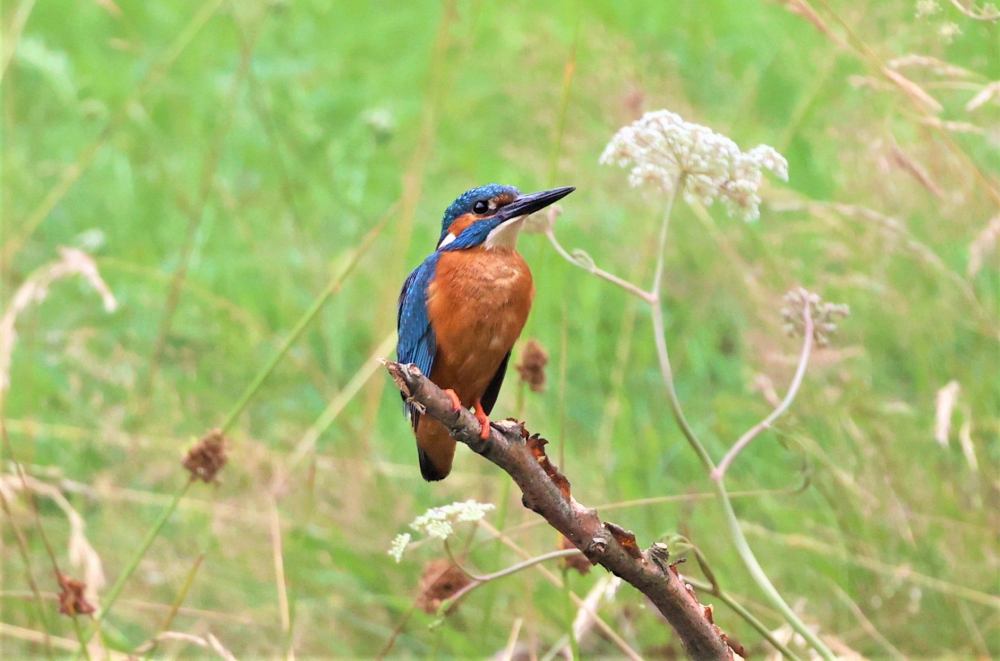 eisvogel_max_hunger_landkreis_oldenburg_zeitung_wildeshauser_geest_pressebericht_hunte_aktionstag