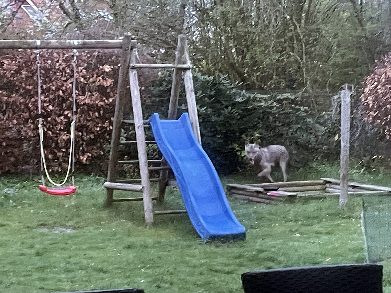 Wolf in Wardenburg: Am 13. April 2026 um 6.40 Uhr fotografierte eine Anwohnerin im Ortskern von Wardenburg nahe der IGS am Everkam einen jungen Wolf in ihrem Garten. Foto Privat - Name der Redaktion vom Landkreis Kurier bekannt wolf_wardenburg_foto_zeitung_landkreis-kurier_landkreis_oldenburg